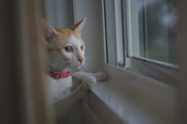Cute cat looking at birds the house window